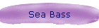 Sea Bass