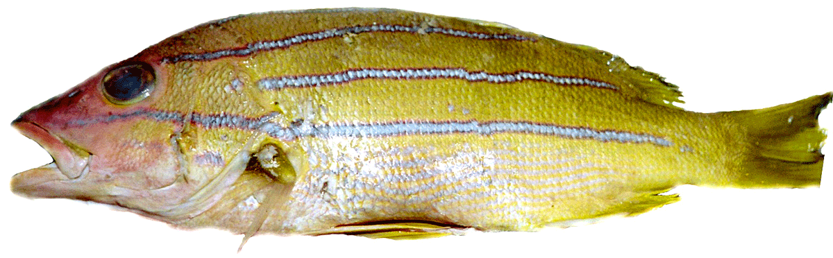 Snaps Farbe 463 Falkfish Gnosjödraget 28g 7 cm Gno 