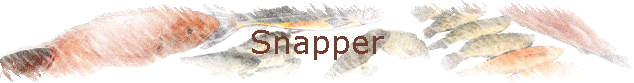 Snapper