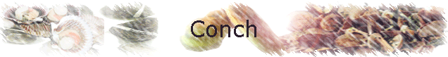 Conch