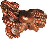 octopus.jpg (24705 bytes)