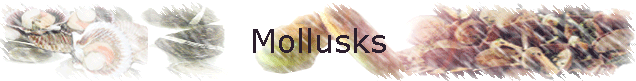 Mollusks