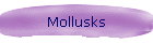 Mollusks