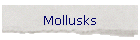 Mollusks