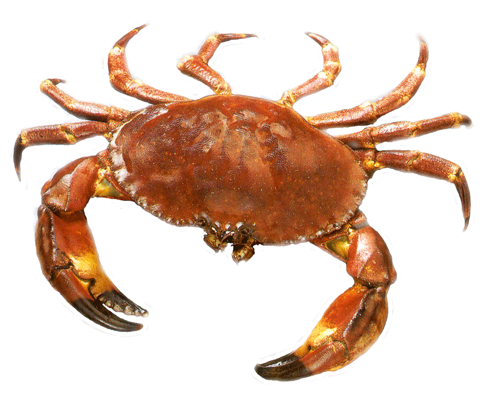 Image result for crab