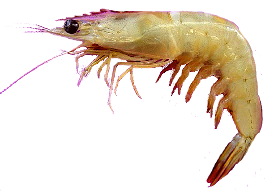 Banana Prawn