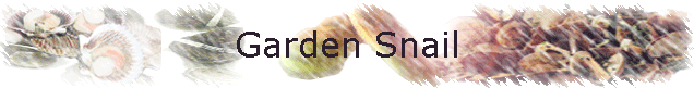 Garden Snail